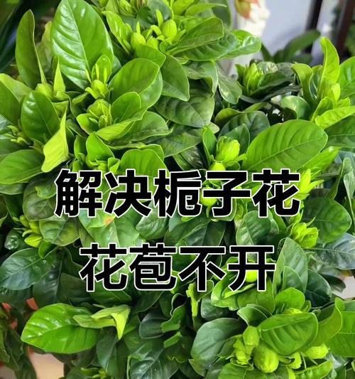 栀子花黄叶问题的原因及解决方法？