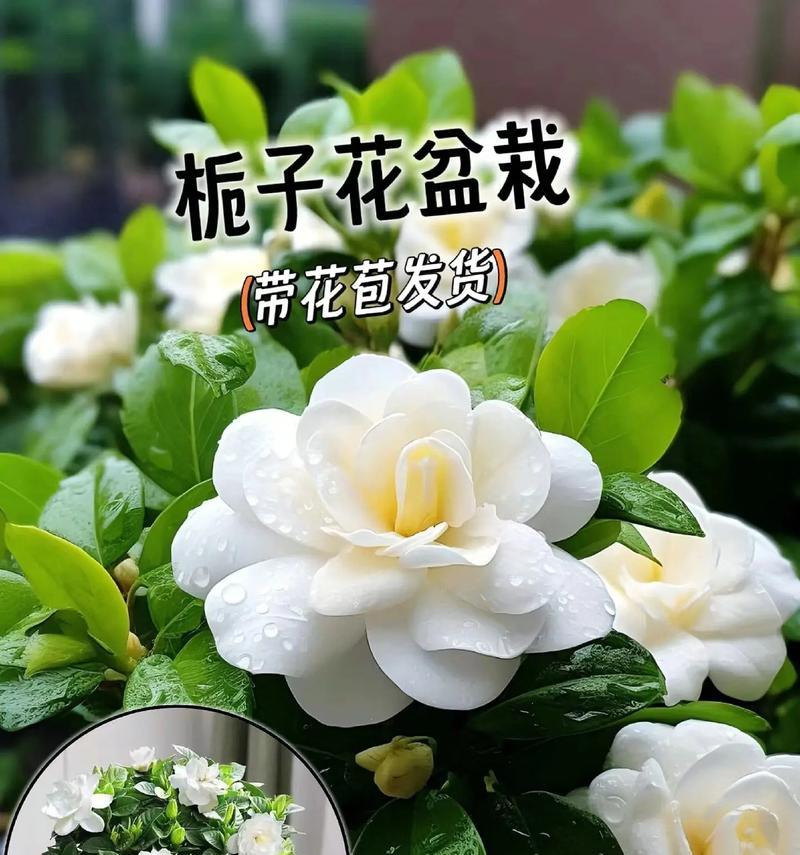 栀子花怎么养才能开出美丽的花朵？