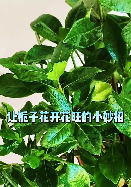 栀子花怎么养才能开出美丽的花朵？
