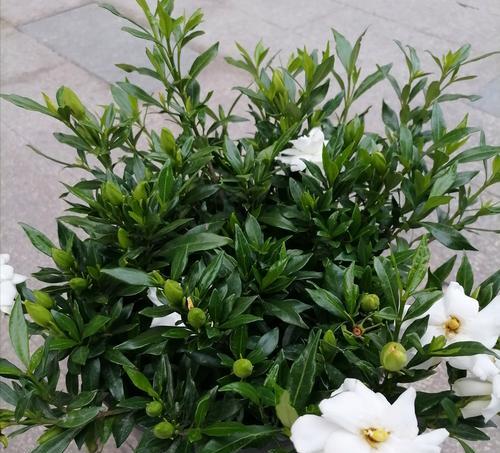 栀子花怎么养才能开出美丽的花朵？