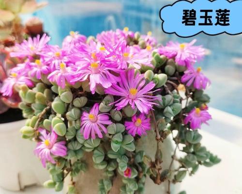 碧玉植物通常在哪个季节开花？