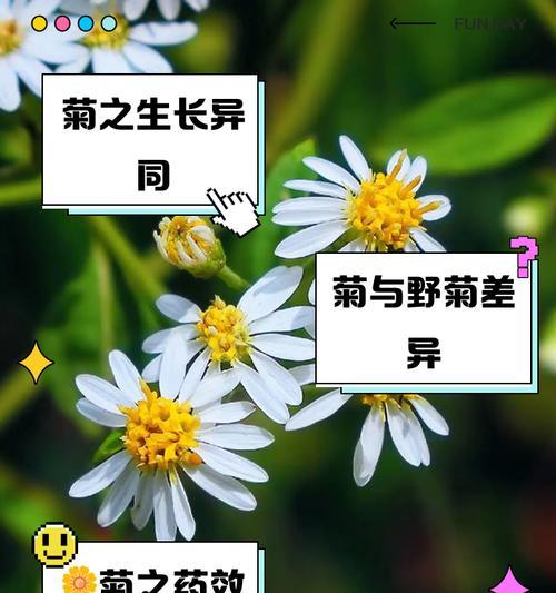 菊花有哪些功效和作用？