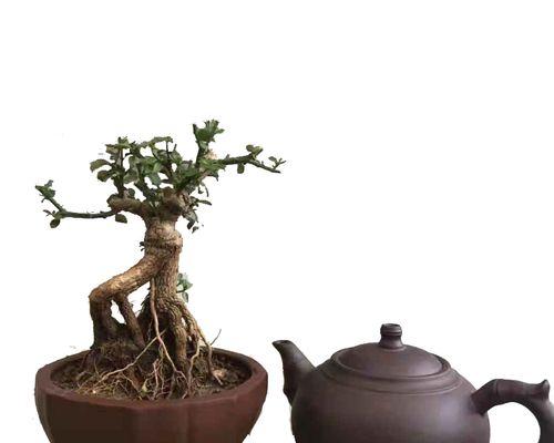 小叶迎春盆景的日常养护要点？