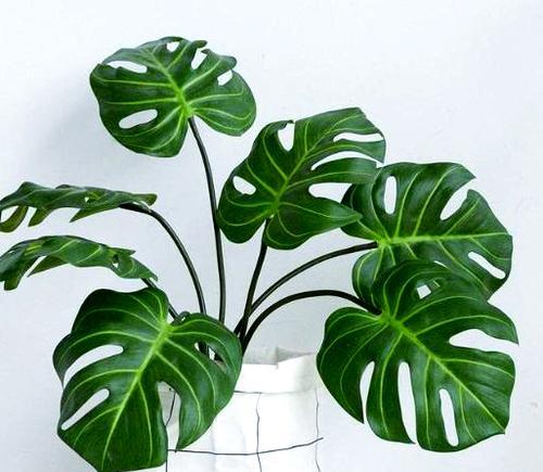 哪些绿植具有空气净化功能？