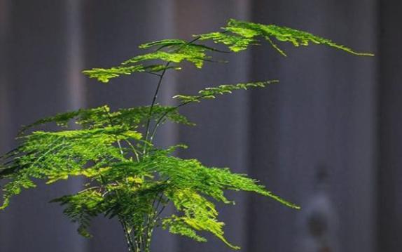 哪些绿植具有空气净化功能？