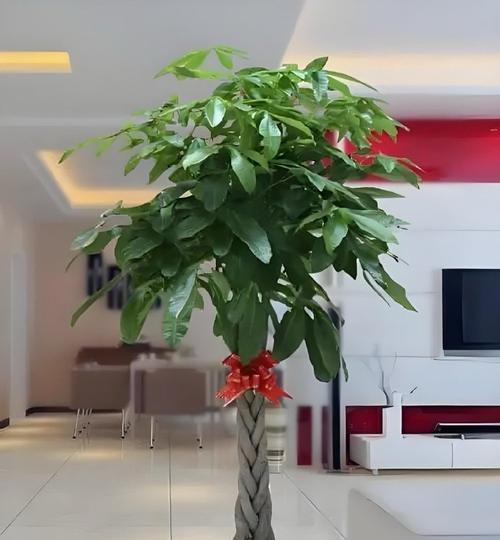哪些绿植具有空气净化功能？