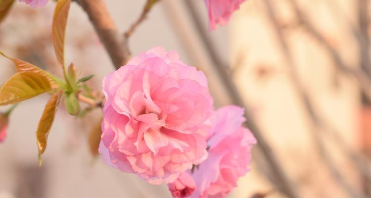 花朵落下的原因是什么？