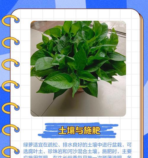 盆栽绿萝的养殖方法是什么？如何让绿萝长得更茂盛？
