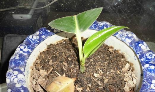 橡皮树扦插需要注意什么？成功率高吗？