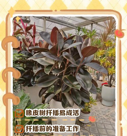 橡皮树扦插需要注意什么？成功率高吗？
