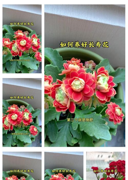 长寿花如何浇水？长寿花的浇水方法是什么？