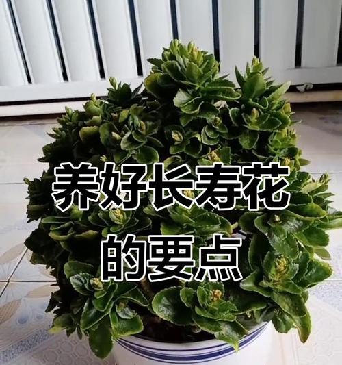 长寿花如何浇水？长寿花的浇水方法是什么？