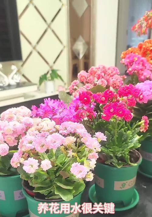 长寿花如何浇水？长寿花的浇水方法是什么？