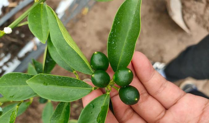 金桔的种植方法和注意事项有哪些？
