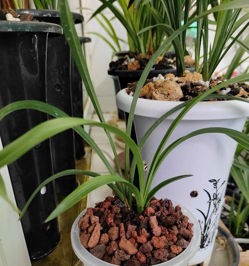 春兰怎么种？春兰的种植方法和注意事项？