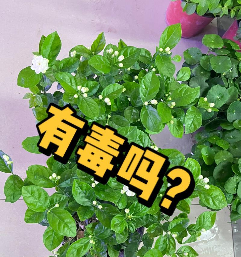 哪些花卉是没有毒性的？适合家庭和儿童的无毒花卉有哪些？