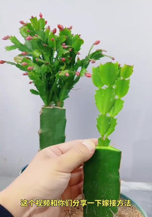 黄角兰嫁接的方法是什么？