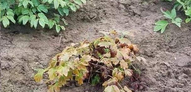 牡丹烂根后应如何处理？