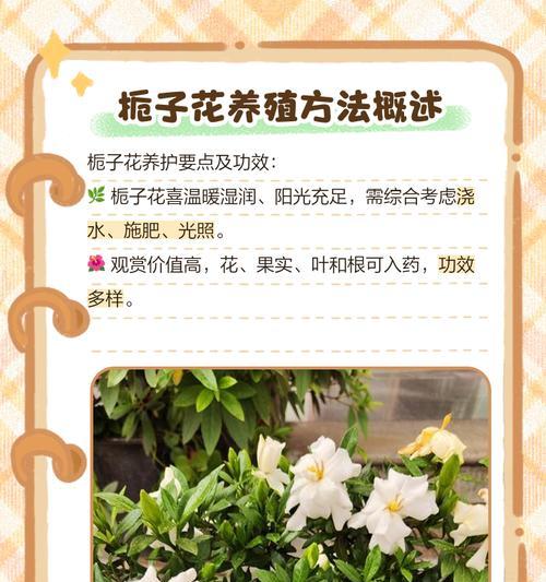 水栀子花的养殖技巧是什么？