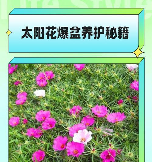 向日葵养护需要注意哪些要点？