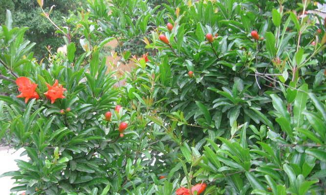 花石榴的养殖技巧有哪些？怎样才能开出更多花朵？