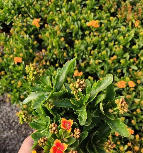 长寿花的独特特点和养护方法是什么？