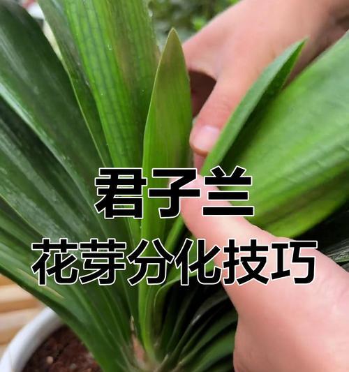 君子兰快速生长的秘诀是什么？
