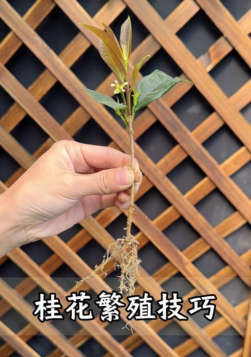 桂花修剪的最佳时间和方法是什么？