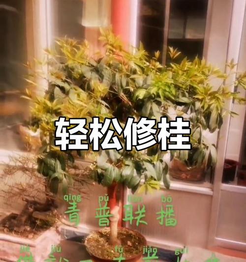 桂花修剪的最佳时间和方法是什么？