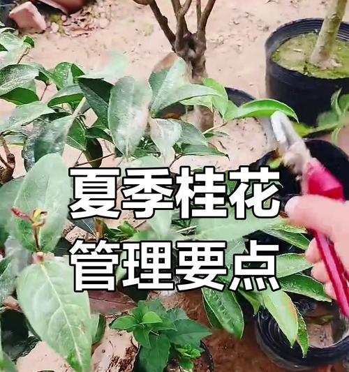 桂花修剪的最佳时间和方法是什么？