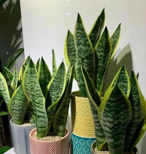 虎皮兰品种众多，哪种最适合室内养殖？