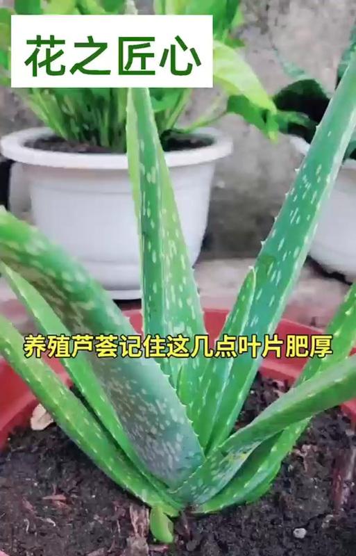 芦荟叶片发黄的原因是什么？如何进行有效处理？