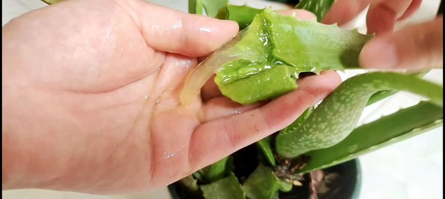 芦荟叶片发黄的原因是什么？如何进行有效处理？