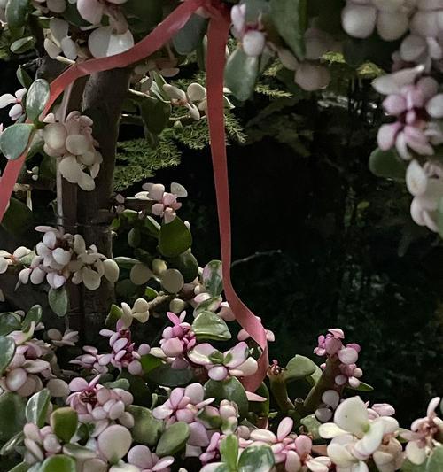 马齿苋树修剪技巧是什么？如何进行正确的修剪？