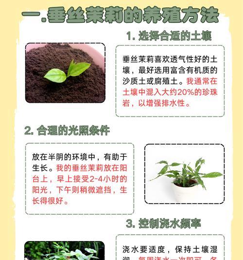 茉莉花适合种植在什么土壤中？茉莉花的土壤选择和管理方法是什么？