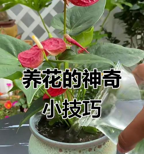 自制花卉肥料的方法有哪些？