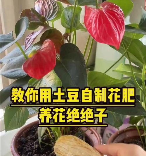 自制花卉肥料的方法有哪些？