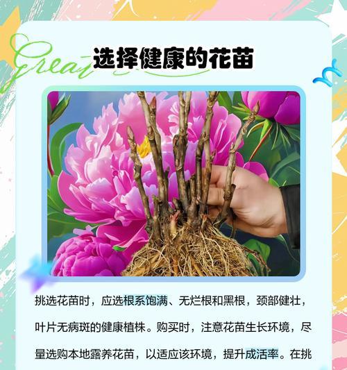 花卉养护的基本步骤和技巧有哪些？