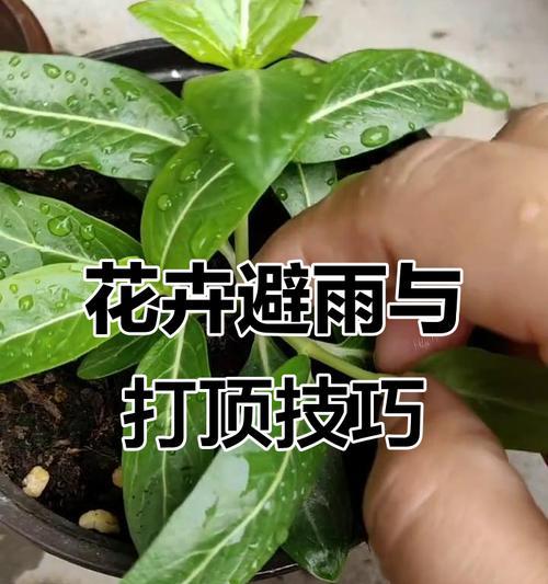 花卉养护的基本步骤和技巧有哪些？