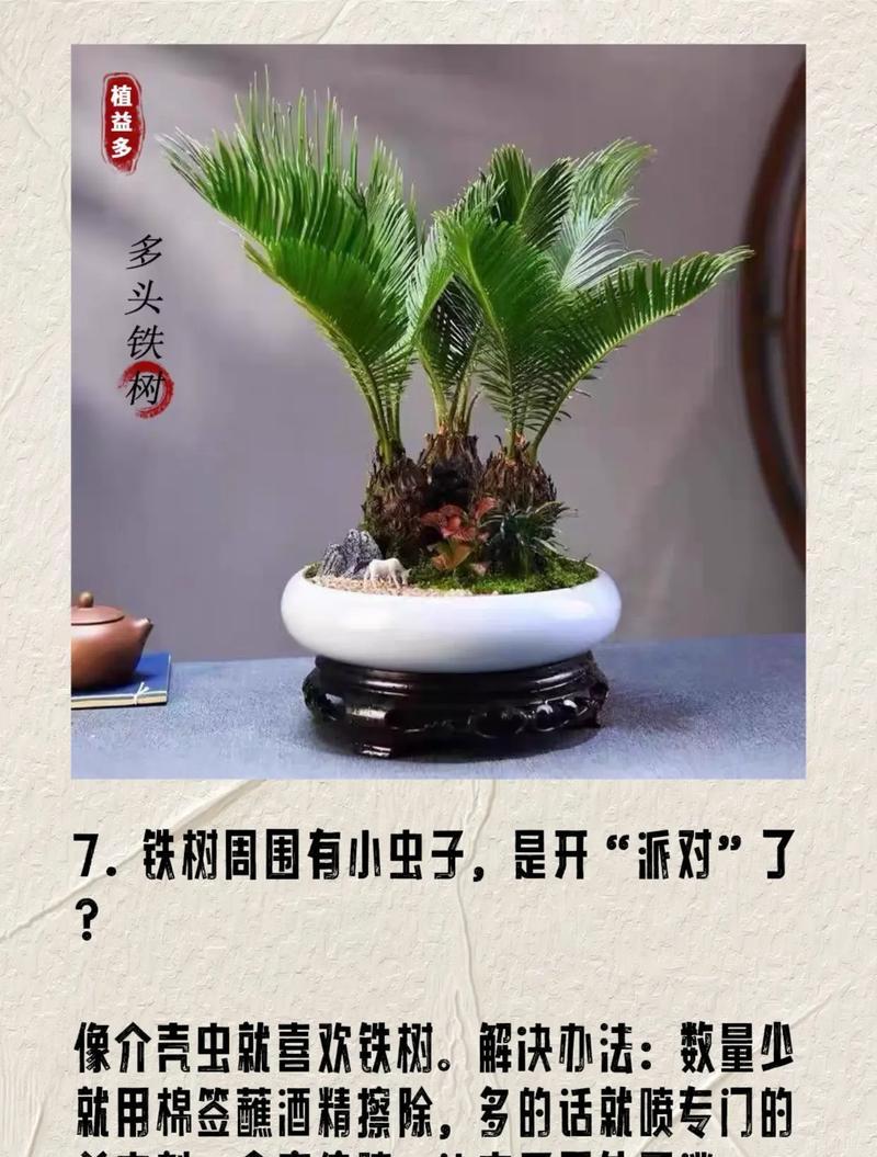 铁树繁殖的正确方法是什么？