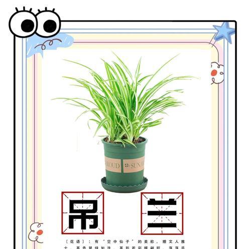 吊兰叶尖发黄的原因及处理方法是什么？