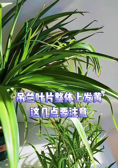吊兰叶尖发黄的原因及处理方法是什么？