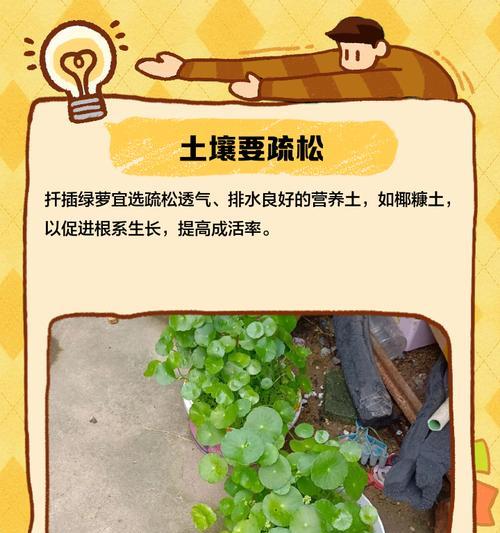 绿箩烂根后如何进行有效补救？