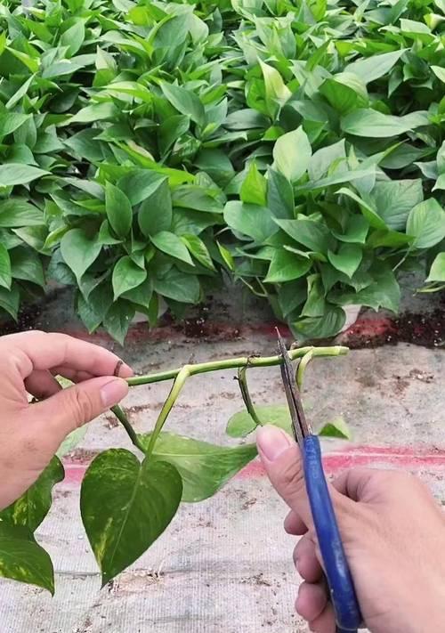绿箩烂根后如何进行有效补救？