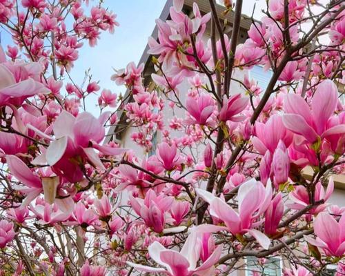 玉兰花嫁接的最佳时期是什么时候？如何操作？
