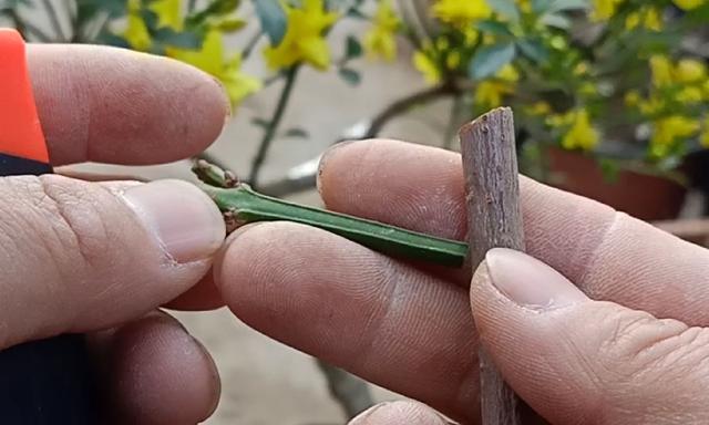 玉兰花嫁接的最佳时期是什么时候？如何操作？