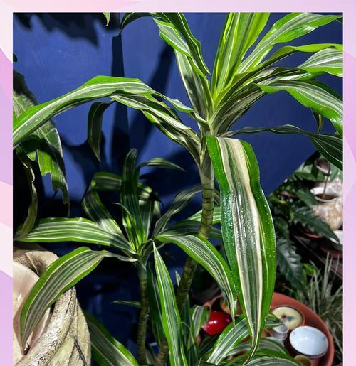青美人植物的养殖方法和常见问题？