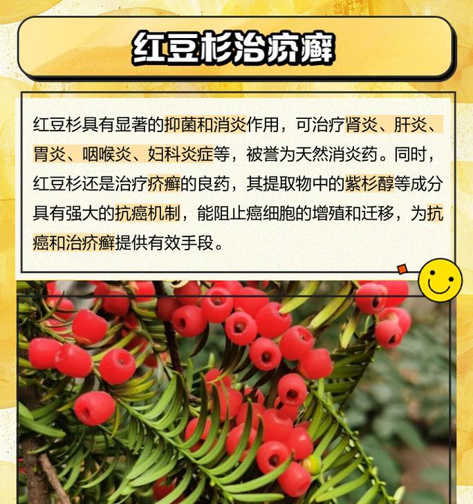 花卉红豆杉的养护要点是什么？