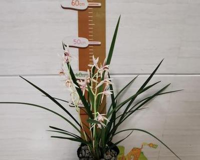 杂交兰的品种有哪些独特之处？如何挑选？