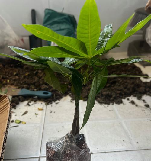 发财树盆栽的养护方法是什么？如何让发财树盆栽更健康？